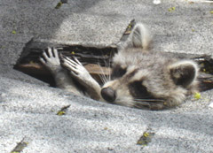 racoon